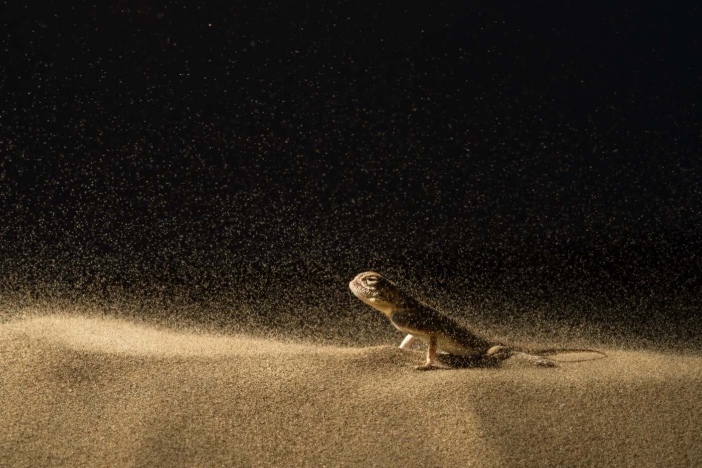 A toad-headed agama on a dune in a golden sandstorm against darkness.