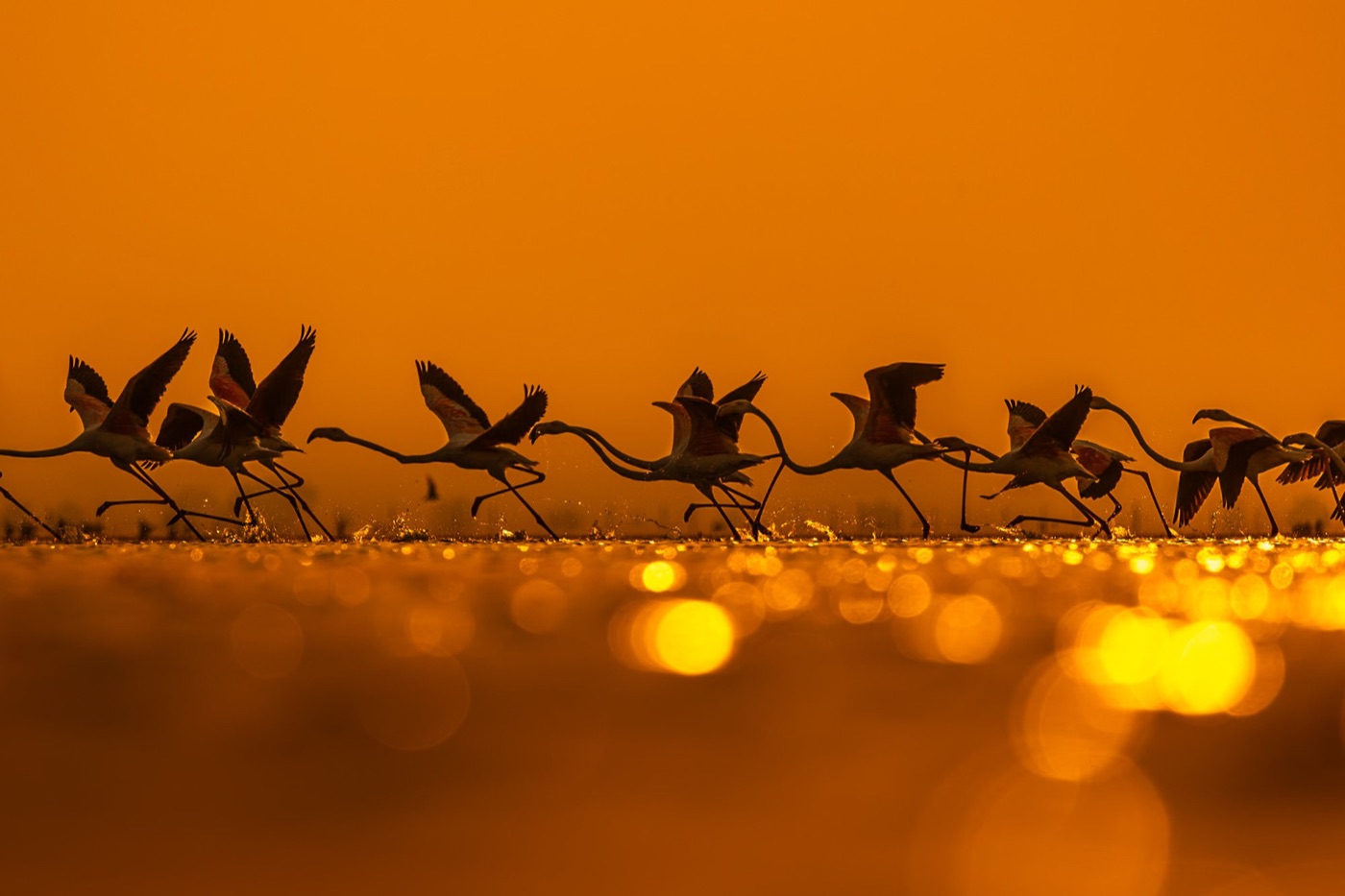 A flight of flamingos lifting off golden water at first light.