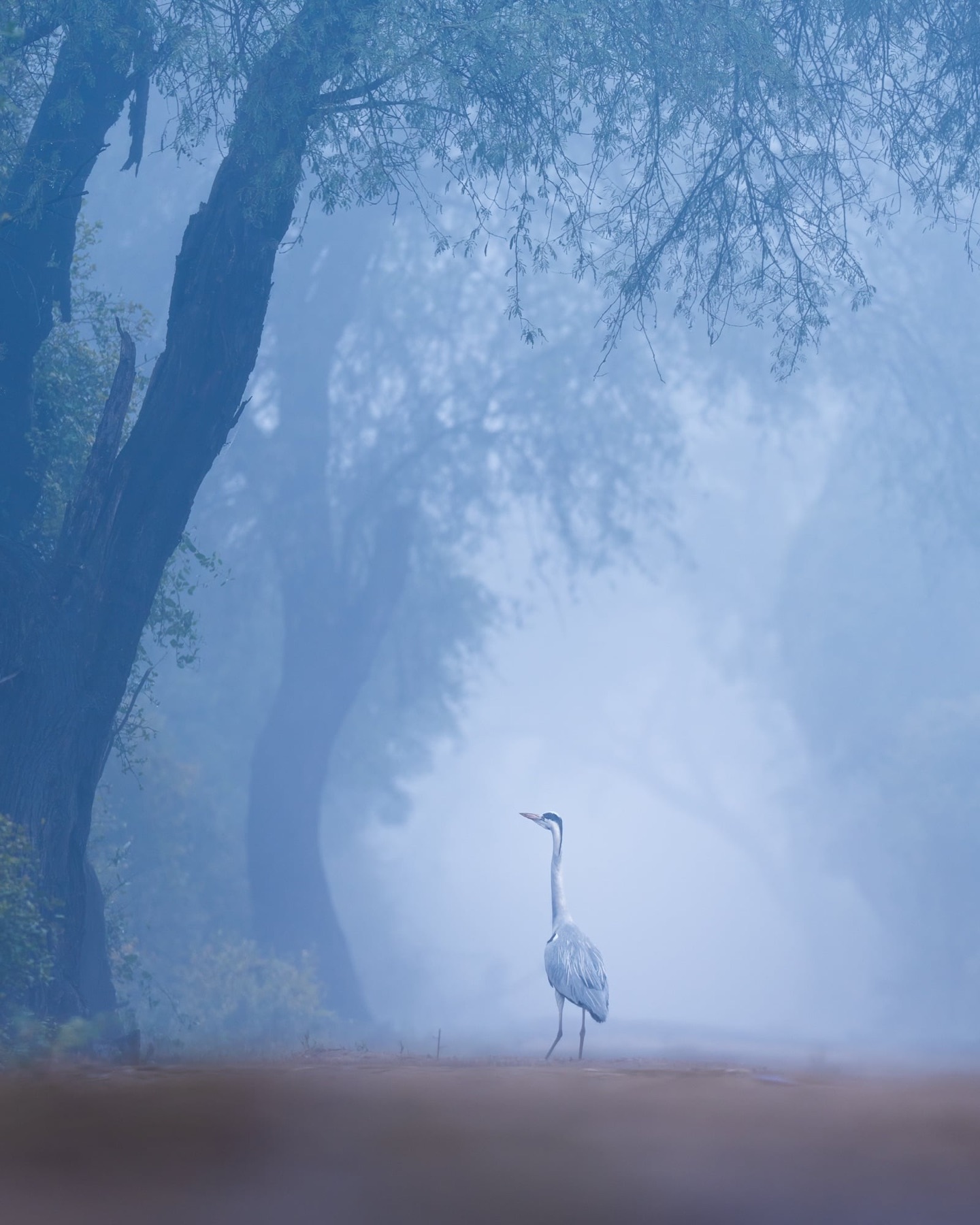 A lone grey heron standing in blue dawn fog beneath misty trees.