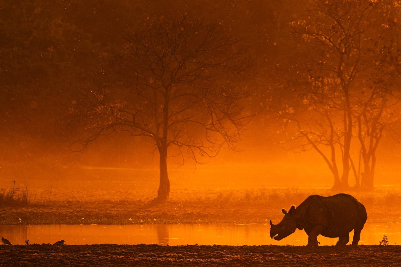 A one-horned rhino silhouetted against a blazing orange sunrise mist.