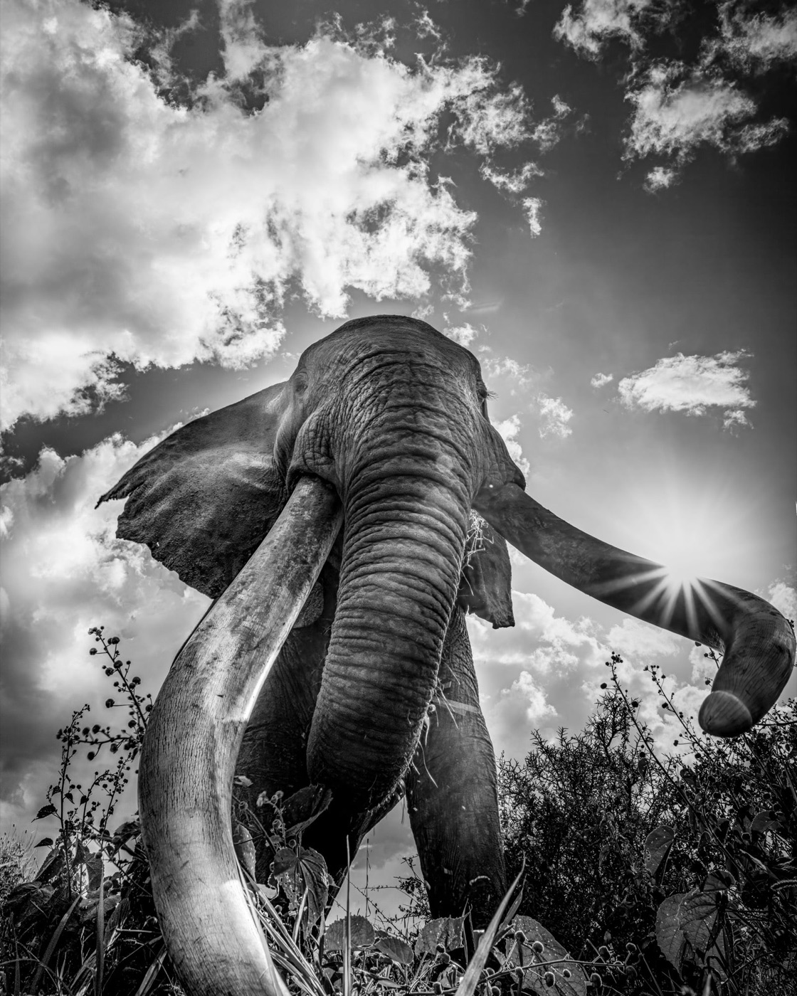 A great tusker photographed low against dramatic clouds, in black and white.